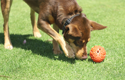 Unleash Your K9 Companions Potential with Dog Enrichment Feeders