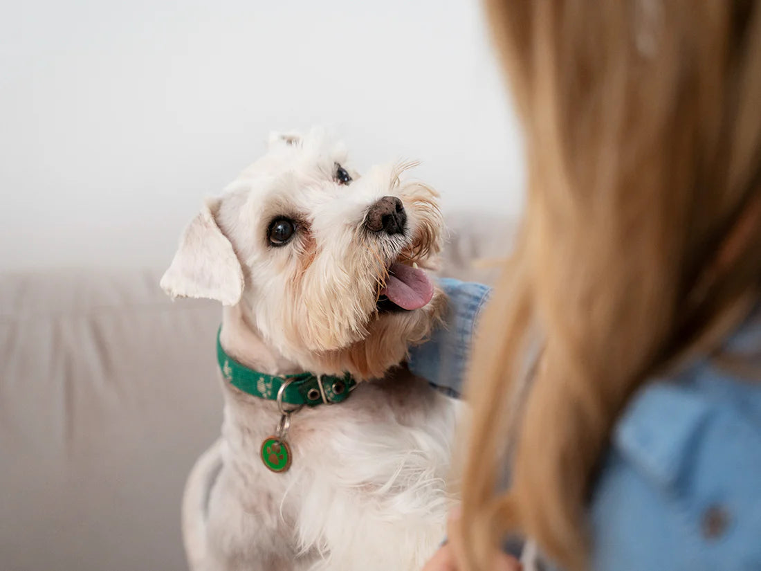 Decoding Doggo: A Beginner's Guide to Canine Body Language