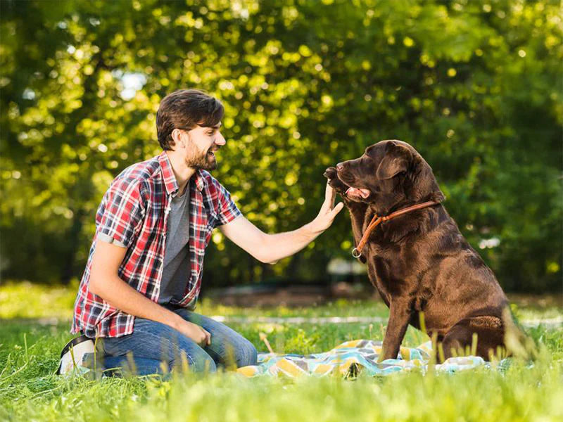 Enhancing Training Sessions: The Professional Dog Treat Pouch