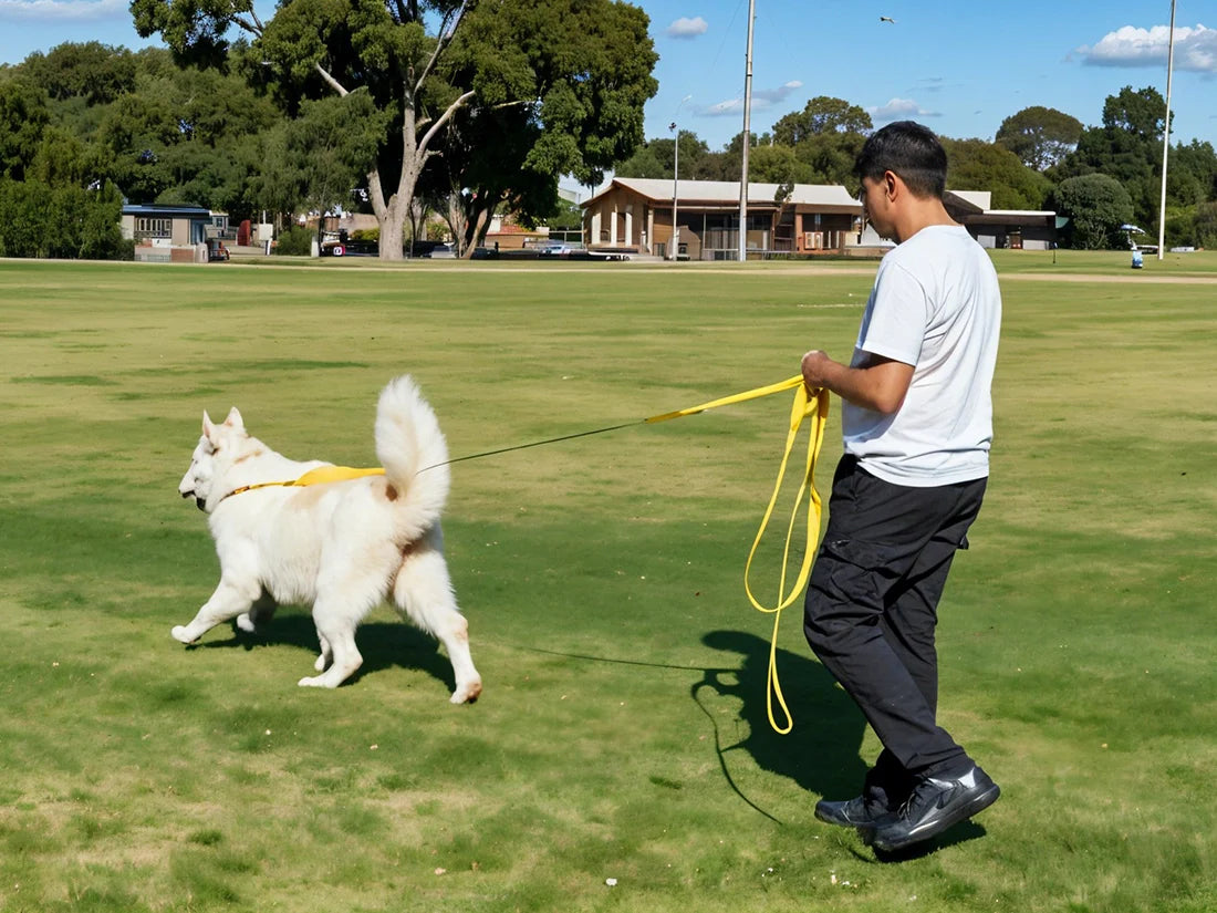 Have Fun (Safely) with a Long Leash for Your Dog