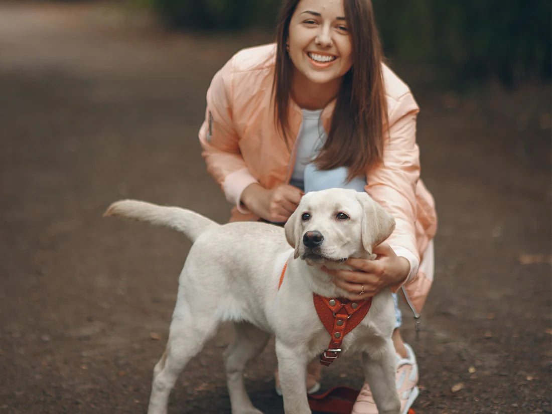 How I introduced Raw Food To My Dogs