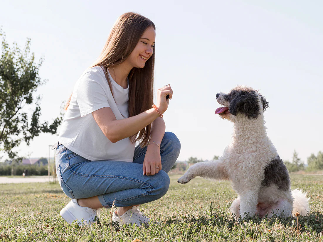 Spoil Your Silver Muzzle: Caring for Senior Dogs