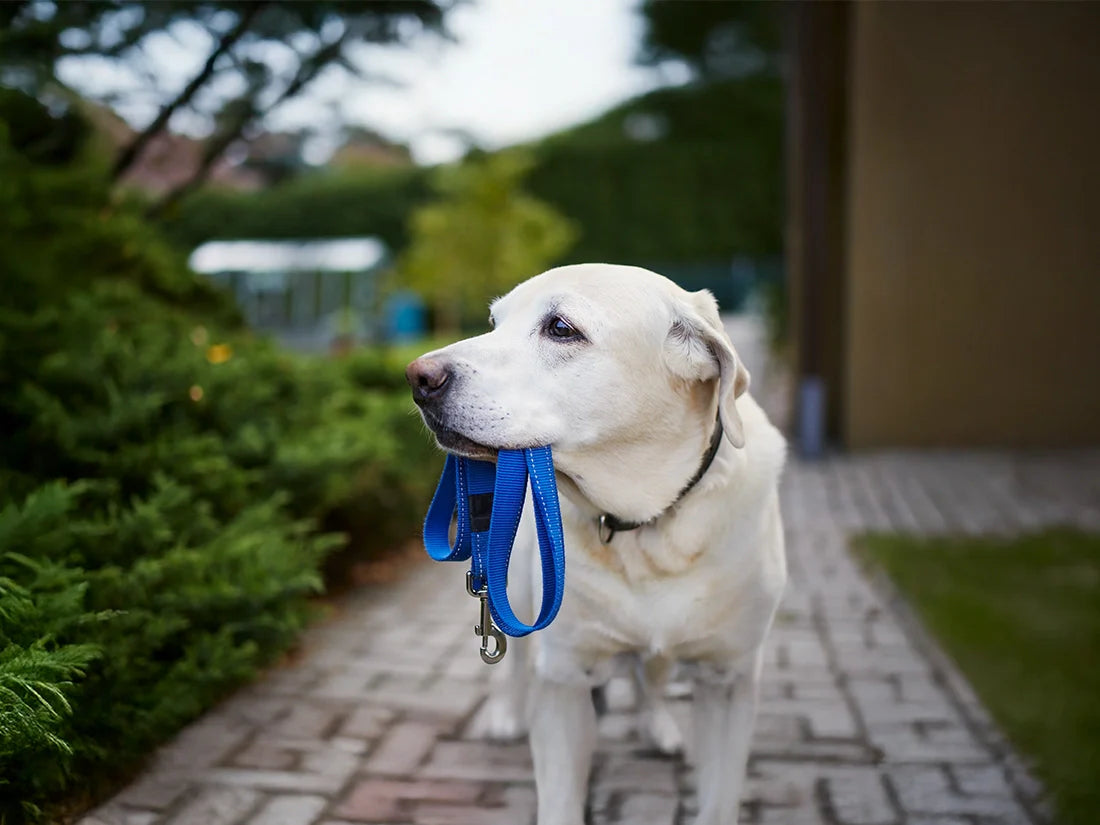 The importance of a Long Leash
