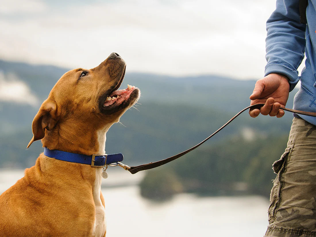 The Ultimate Companion for Dog Training: Leather Multi Point Dog Leash