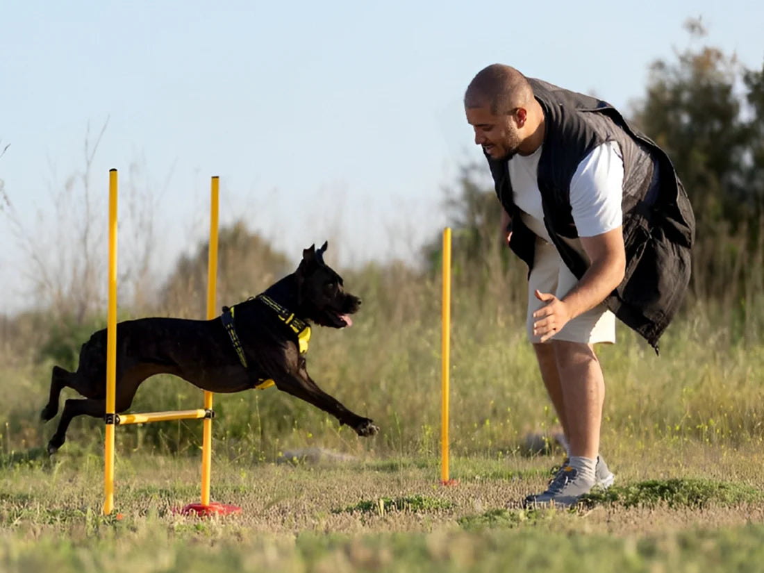 The Ultimate Guide to Doggy Treat Pouches: Enhance Training and Bonding with Your Canine Companion