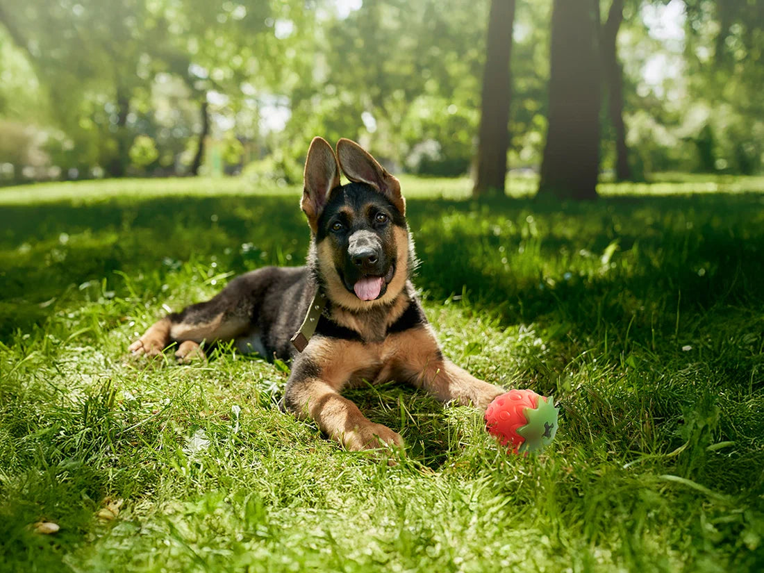 Unleash Your K9 Companions Potential with Dog Enrichment Feeders