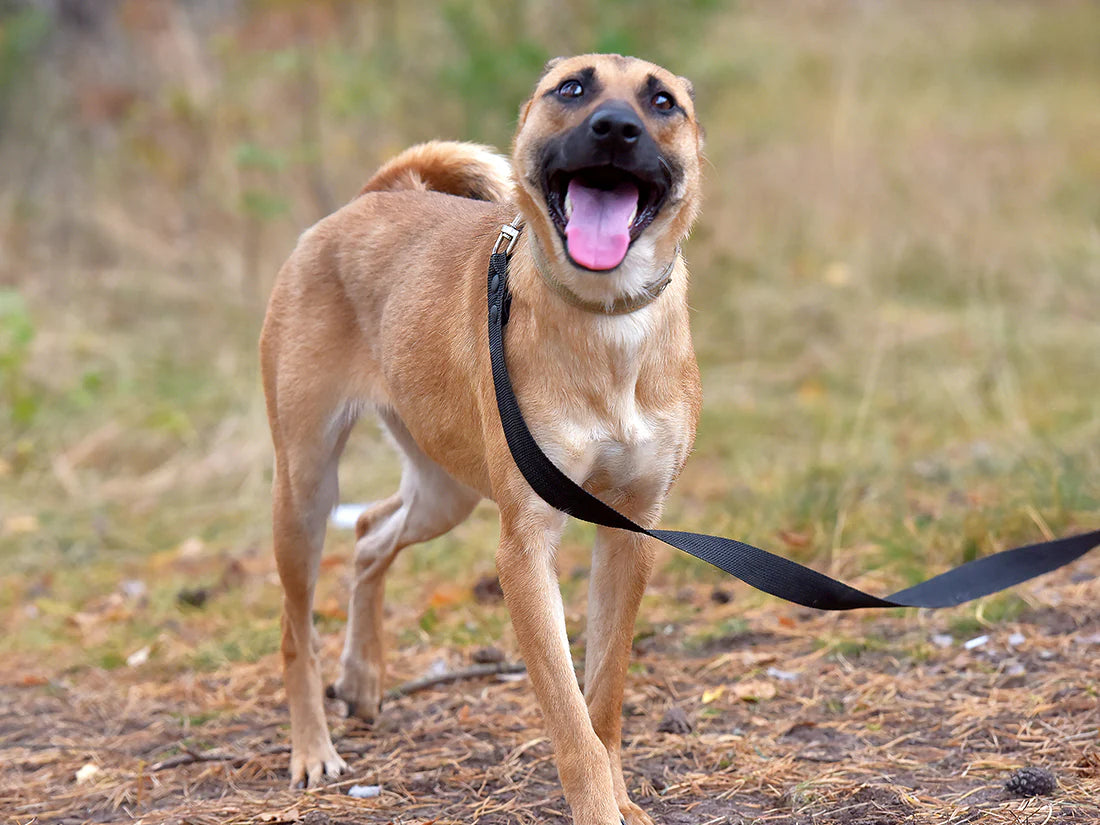 Unleashing Freedom: The Benefits of Long-Line Dog Leashes