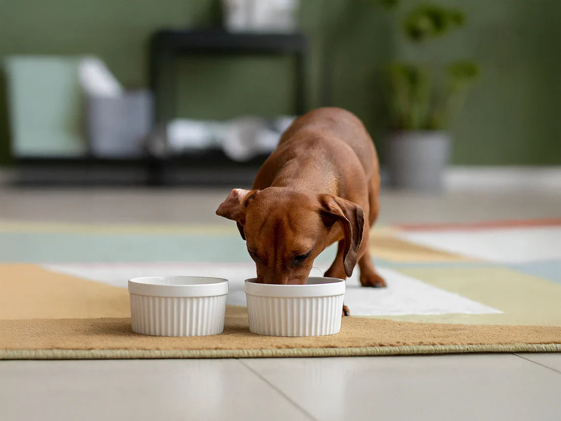 Why A Long Dog Leash Is Best