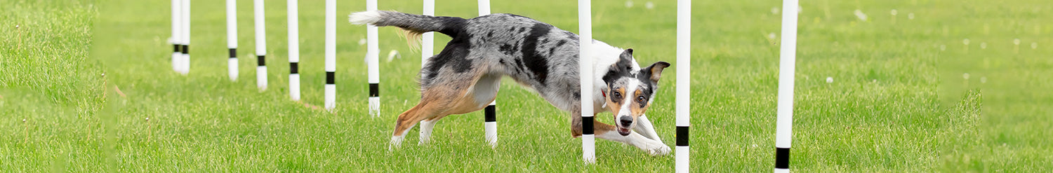 Dog Training in Cheltenham