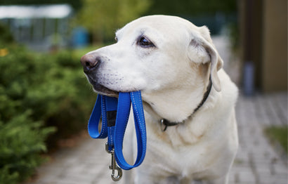 The importance of a Long Leash
