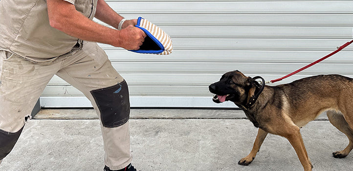 Unleashing the Power of Play: The Benefits of Bite Pillows for Dogs