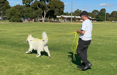 Have Fun (Safely) with a Long Leash for Your Dog