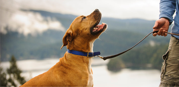 The Ultimate Companion for Dog Training: Leather Multi Point Dog Leash