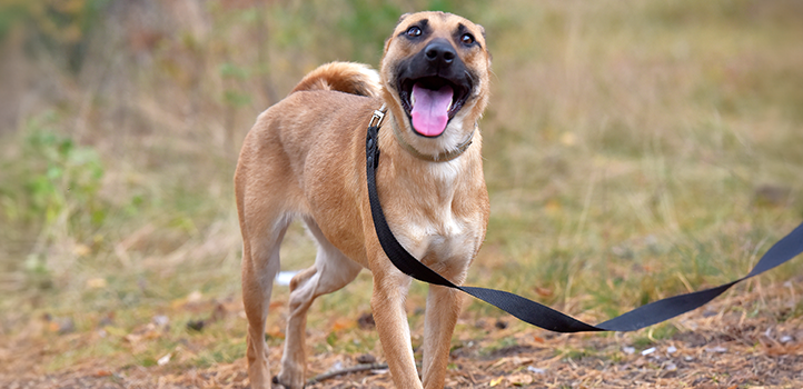 Unleashing Freedom: The Benefits of Long-Line Dog Leashes