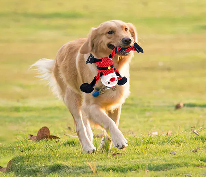 Rope Toy